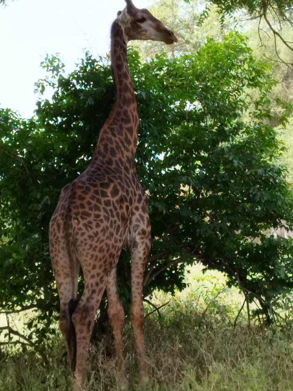 Safari Girafe